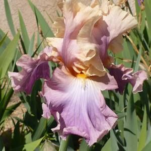 Meet your Posher, Carol